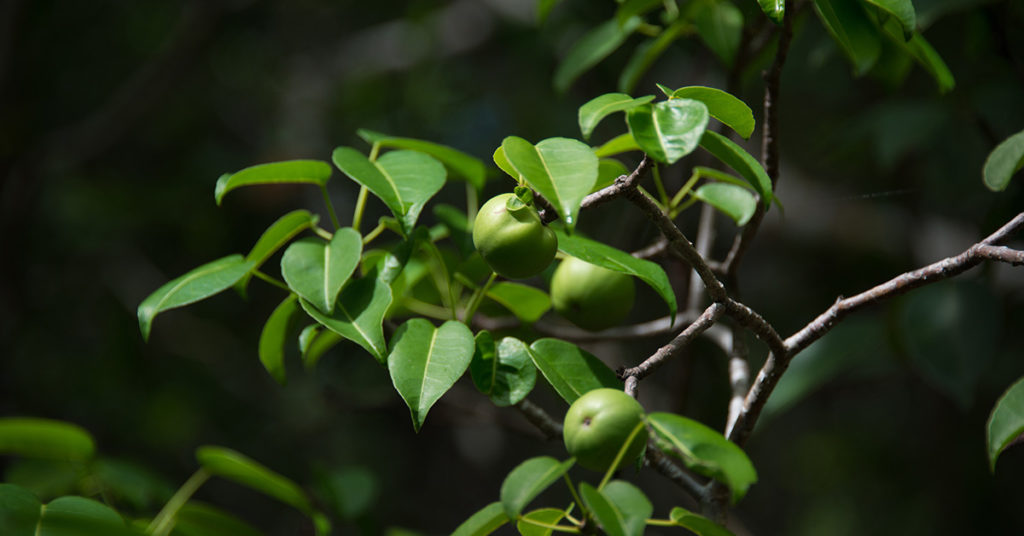 The manchineel tree, the most dangerous in the world, is in Florida - Featured image