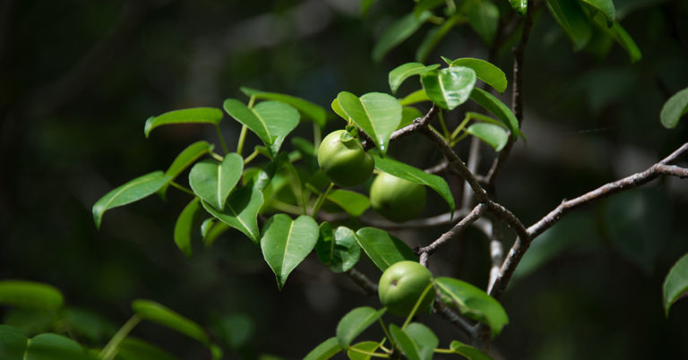 The manchineel tree, the most dangerous in the world, is in Florida - Featured image