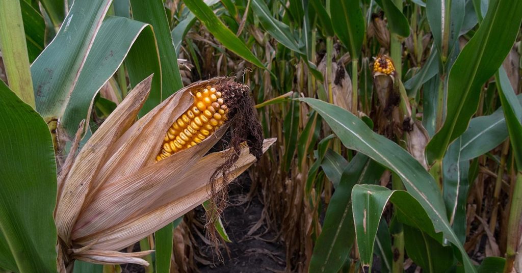 Farmer Who Refuses To Sell Land Grows Crops Between New Apt Buildings - Featured image