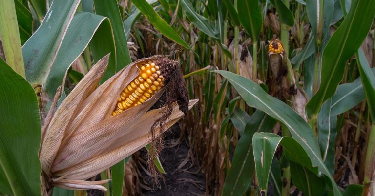 Farmer Who Refuses To Sell Land Grows Crops Between New Apt Buildings - Featured image