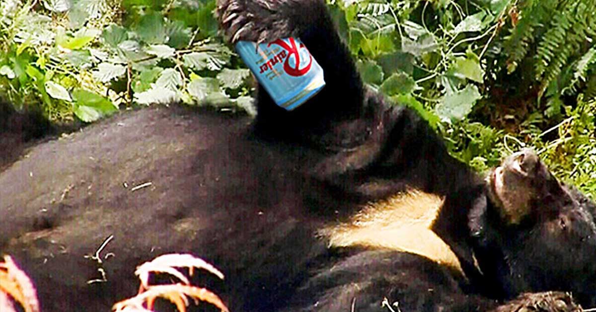 bear drinking beer