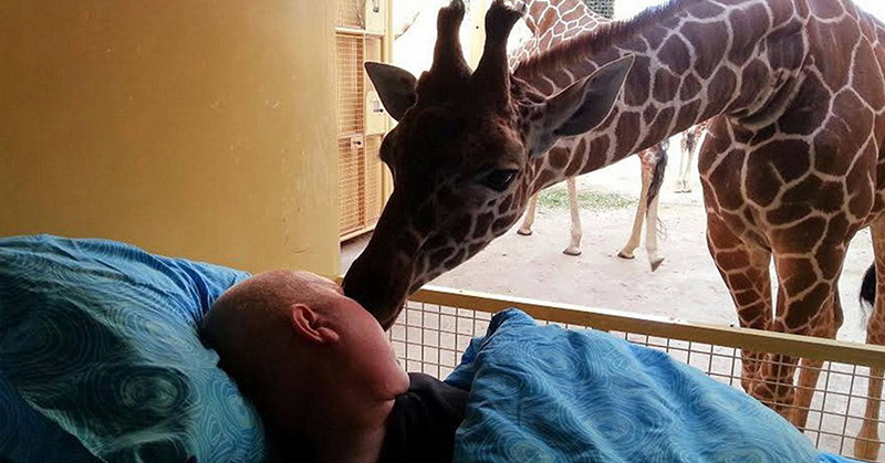 man being affectionately kissed by a giraffe