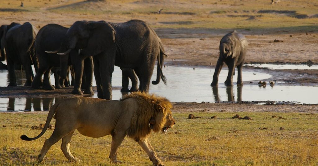 UK Hunters to be banned from bringing sick trophies of their kills back home - Featured image