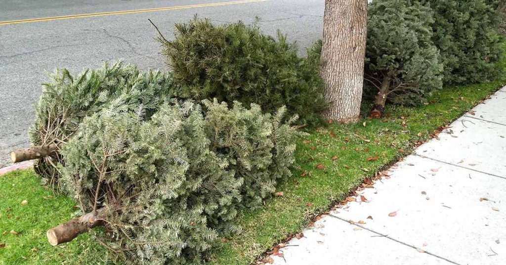 Did You Know That It's Actually Tradition To Leave Your Christmas Tree