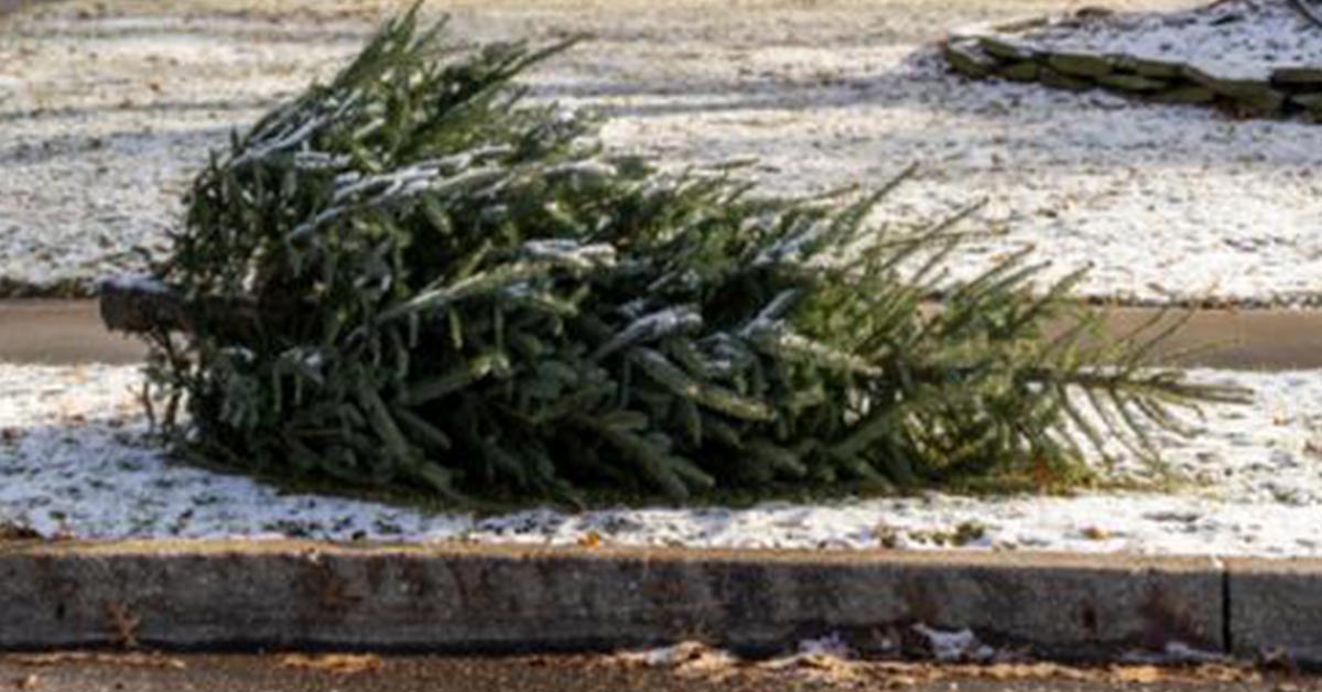 Did You Know That It's Actually Tradition To Leave Your Christmas Tree