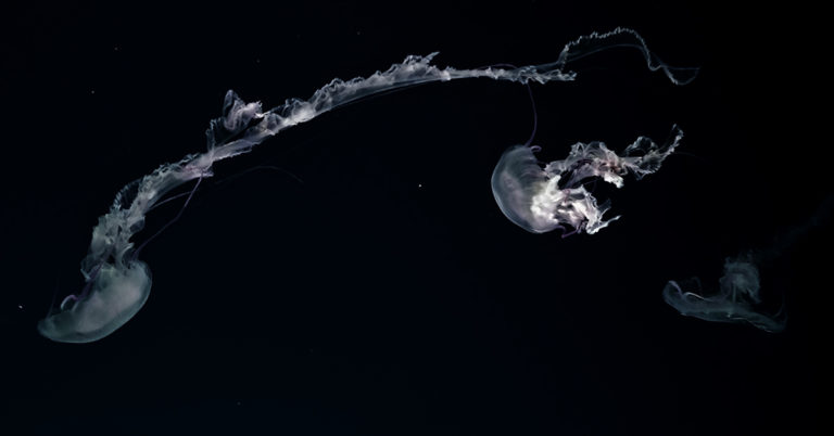 Rare Footage of Giant Phantom Jellyfish from 3,200 Feet Under the Sea - Featured image
