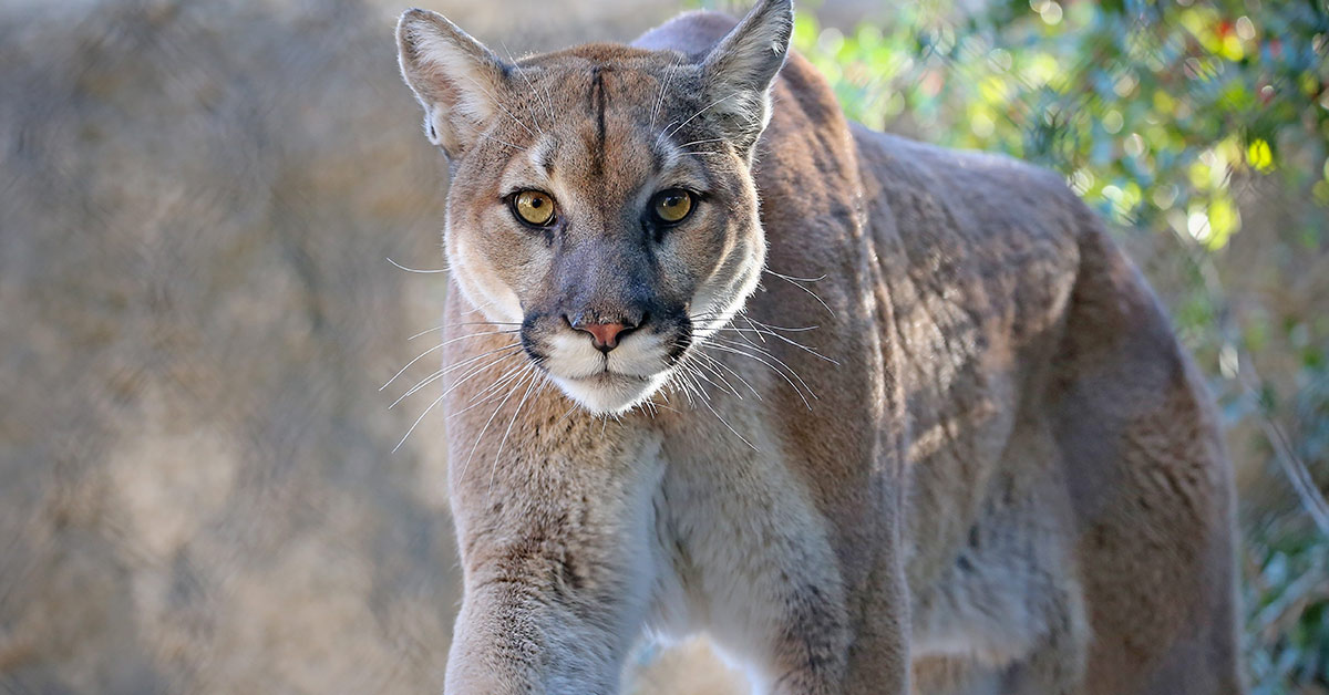 This Mountain Lion Takes Its First Steps To Freedom After 20 Years Living  In Chains