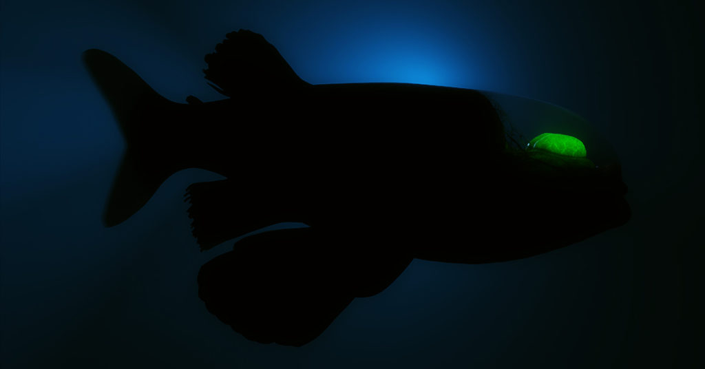 Researchers Capture Rare Footage of Fish That Sees Through its Own Head - Featured image