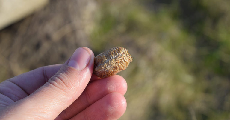 People urged to keep an eye out for ‘walnut-sized lumps’ on their Christmas tree - Featured image