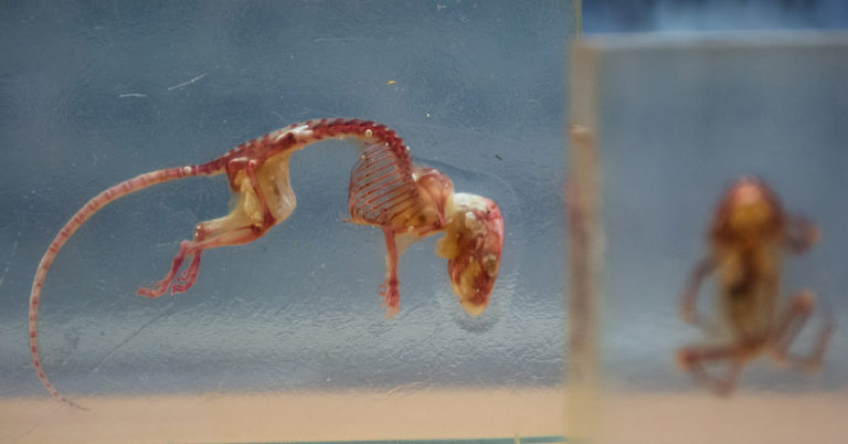 Perfectly kept dinosaur embryo from 66 million years ago found - Featured image