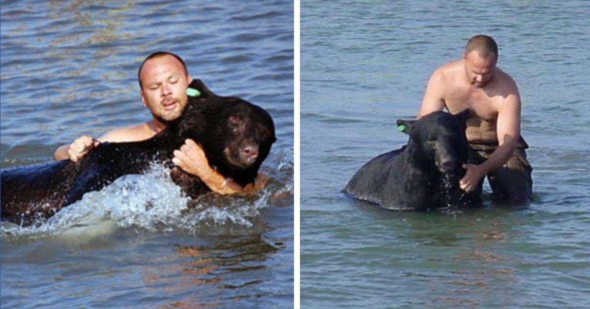 man saves bear