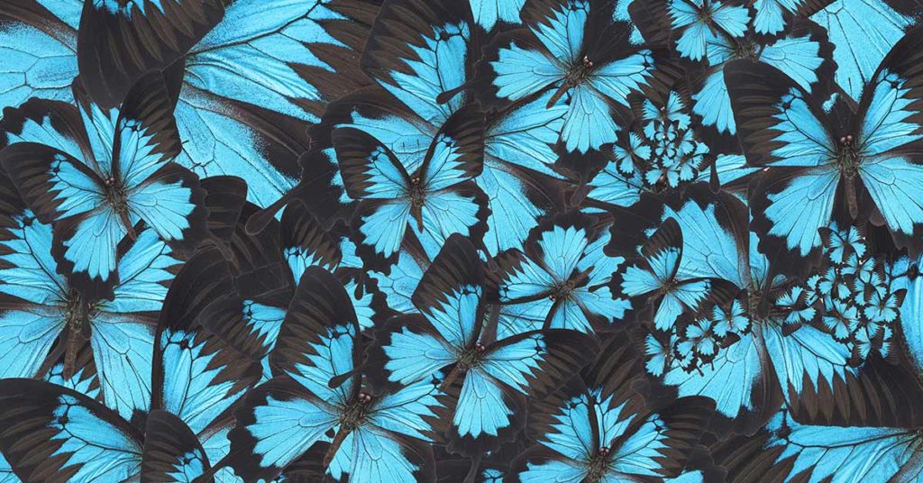 Magical Sight Of A Blue Butterflies Swarm Clustered On A Tree Caught On Camera - Featured image