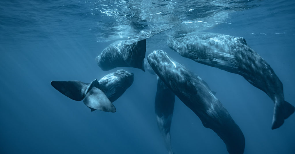 A Talented Photographer Captured the Rare Scene of a Pod of Ten 40 ft Long Sperm Whales Sleeping Vertically - Featured image