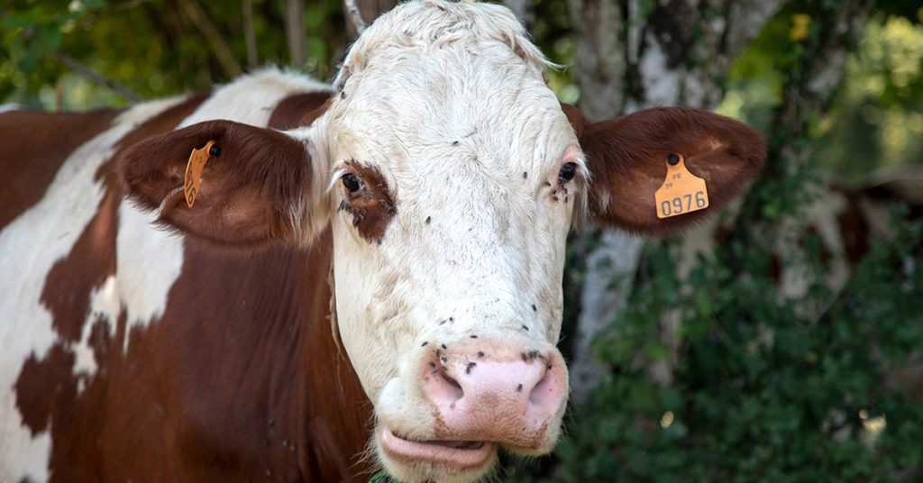 Study Finds That Cows Talk To Each Other and Show Compassion Just Like Humans - Featured image