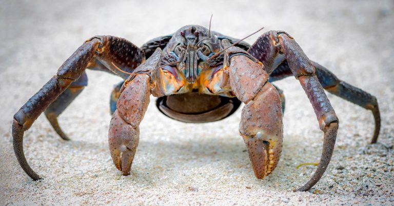 Dozens of Giant Coconut Crabs Crash Family’s Quiet Picnic to Steal their Food - Featured image