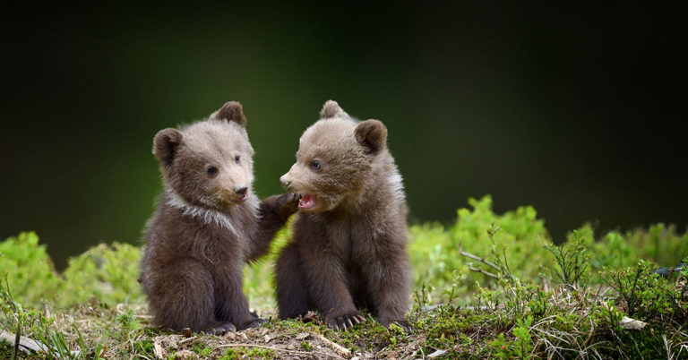 Bear Cubs Hold Hands While Mom Goes Hunting - Featured image