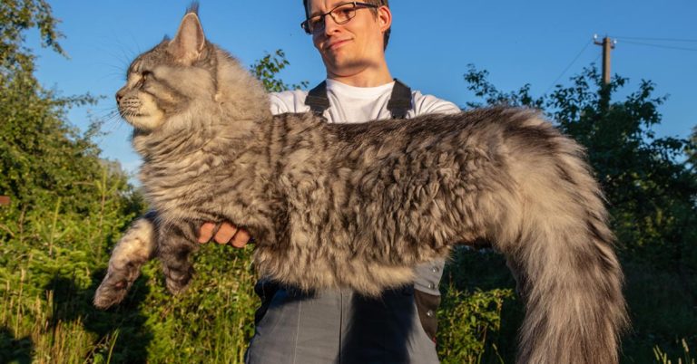 This Maine Coon Kitten Is So Big, Everyone Thinks He’s A Dog - Featured image