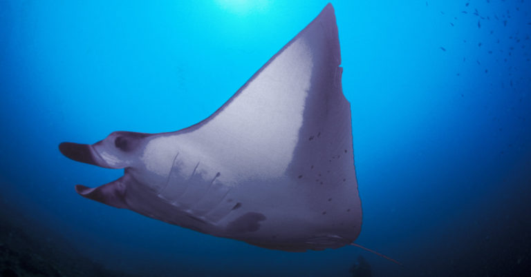 World’s Only Pink Manta Ray Caught On Camera in the Great Barrier Reef - Featured image