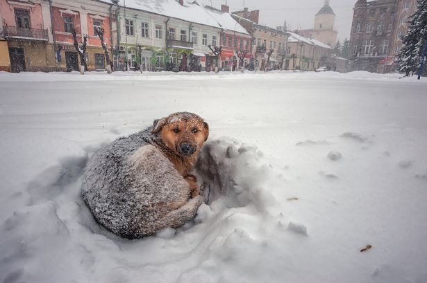 A Stray dog on the streets of Russia. (This is not the one that rescued Vika).