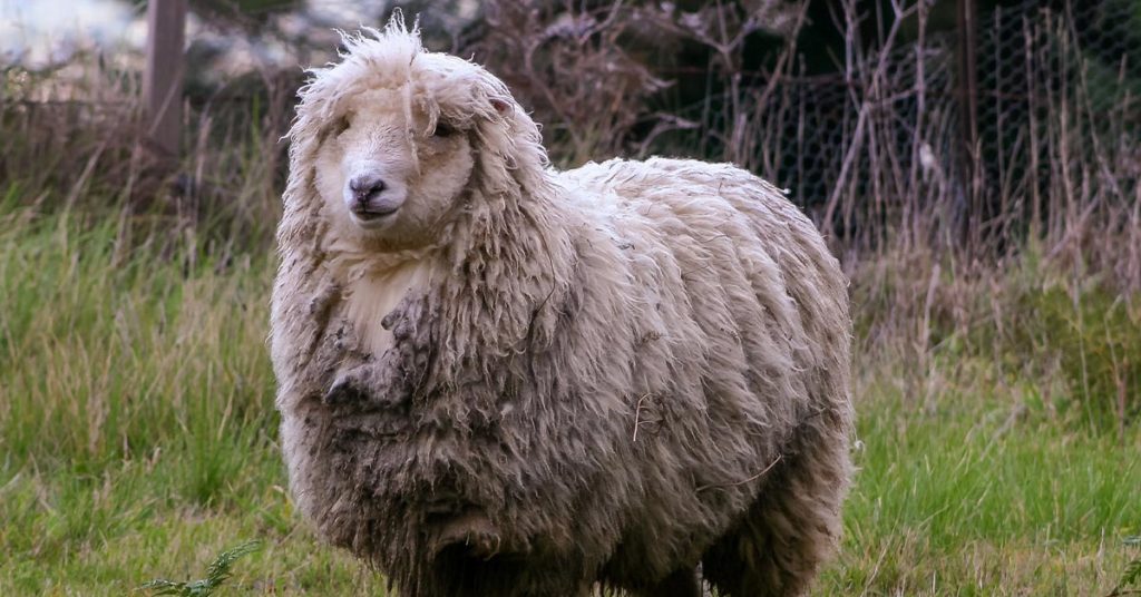 “Home-Free” Man Lives in Sheep-Drawn Covered Wagon, Thrives on Mostly Milk and Wild Edibles - Featured image