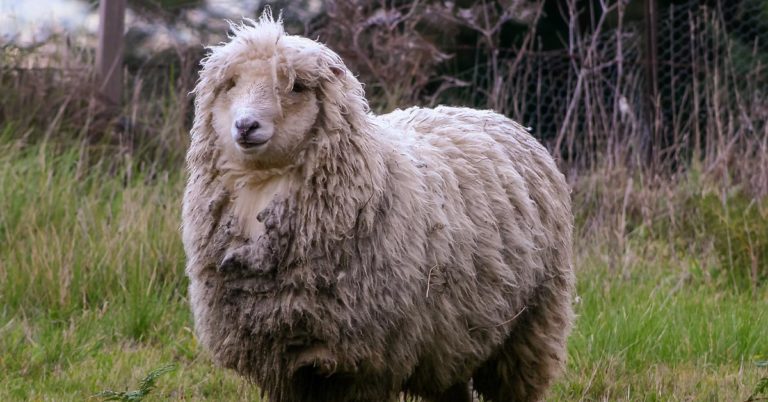 “Home-Free” Man Lives in Sheep-Drawn Covered Wagon, Thrives on Mostly Milk and Wild Edibles - Featured image