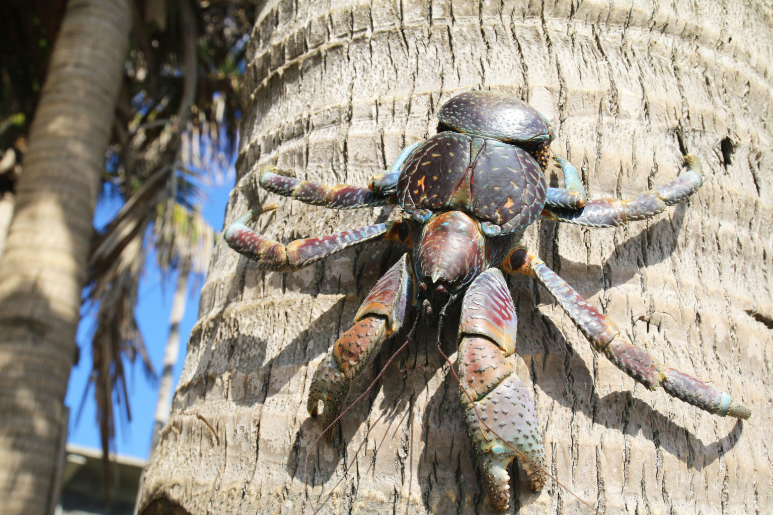 Dozens of giant coconut crabs crash family's quiet picnic to steal