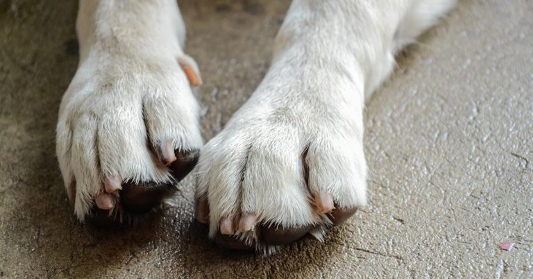 Rescue Dog With Autoimmune Disease Proves Beauty Comes From Within - Featured image