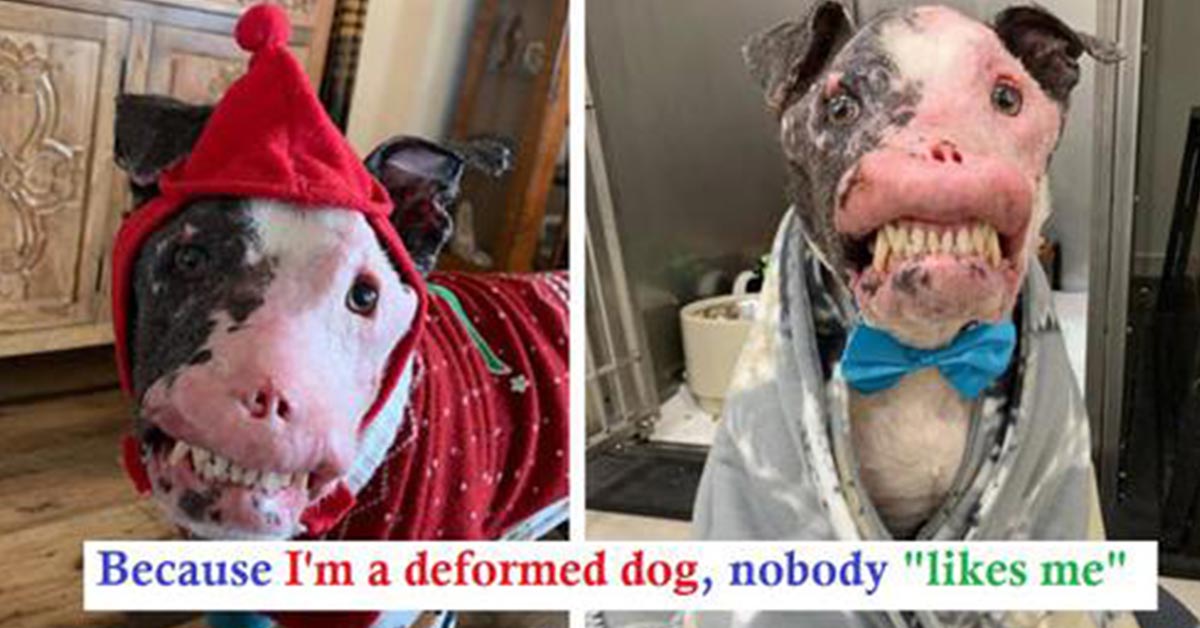 Rescue Dog With Autoimmune Disease Proves Beauty Comes From Within