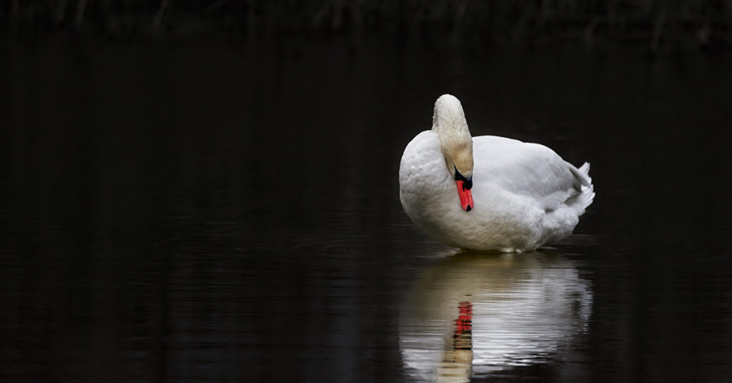 Hero Swan Dad Steps Up To Raise His Babies After Mom Passes Away - Featured image