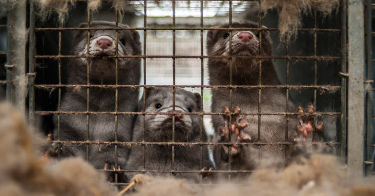 Italy Votes to Ban Fur Farming And Shuts Down Remaining Mink Farms - Featured image