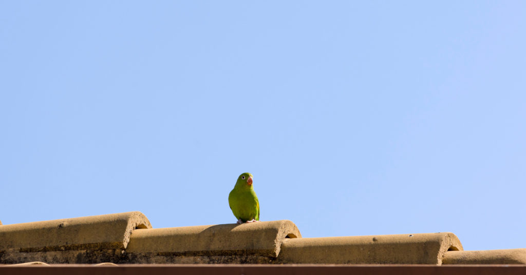 Parrot Stuck On London Rooftop Once Told Firefighters to “F*** Off” During Rescue Attempt - Featured image