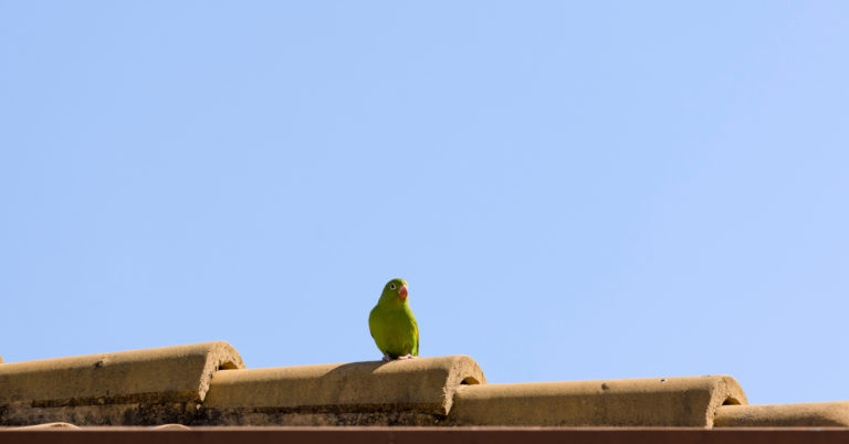 Parrot Stuck On London Rooftop Once Told Firefighters to “F*** Off” During Rescue Attempt - Featured image
