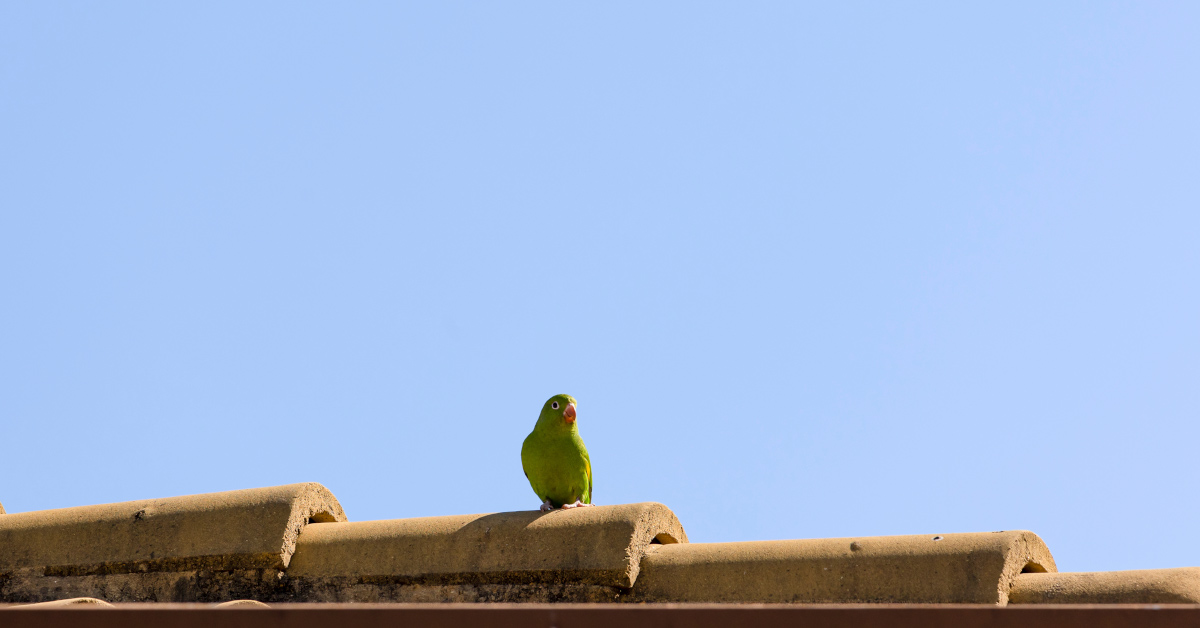 Green parrot perched on a terra cotta roof