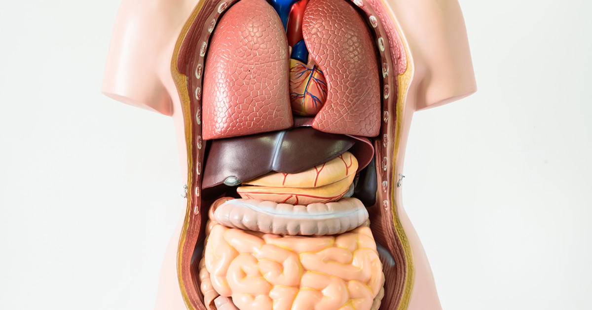 bust model of human organs