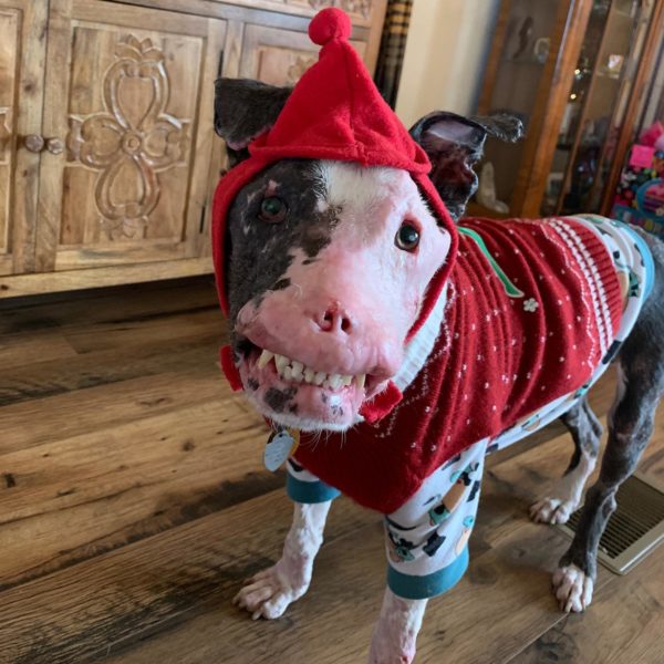 photo of Phoenix in a holiday costume at home