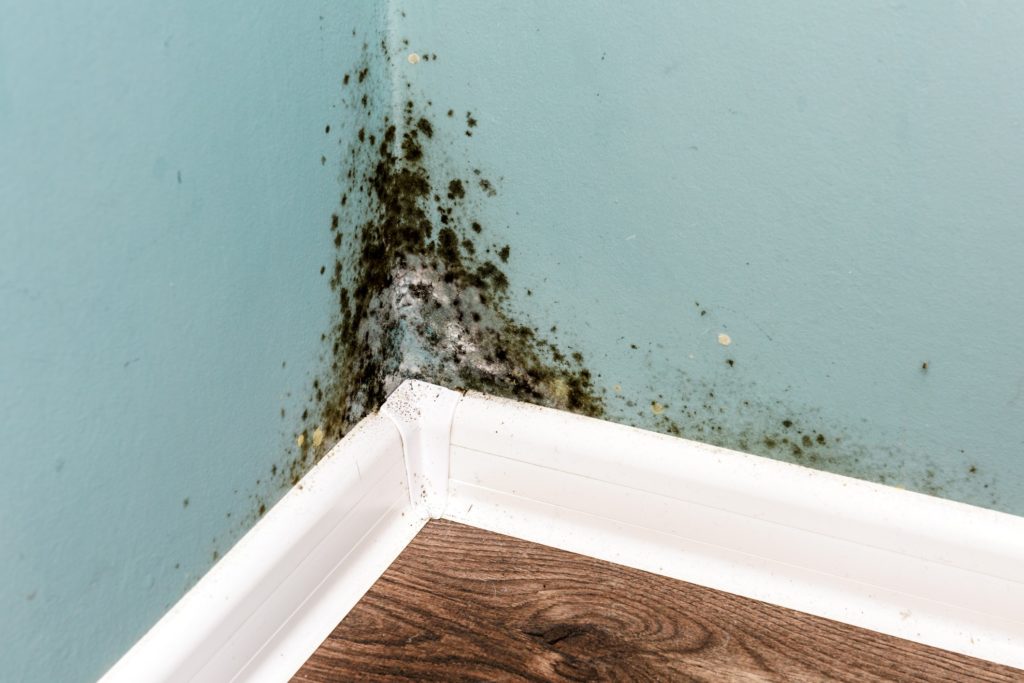 Condensation usually causes mold at corners