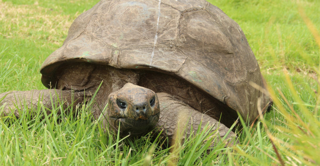 Jonathan the 190-Year-Old Tortoise Was Photographed in 1886 and Today - Featured image