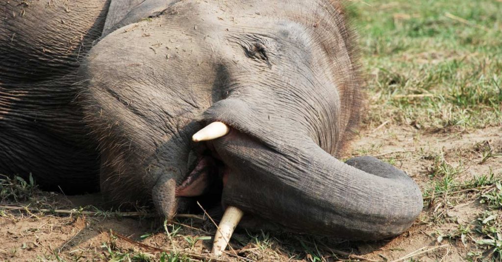 Wealthy businessman proudly stood next to the two elephants he murdered for photos - Featured image