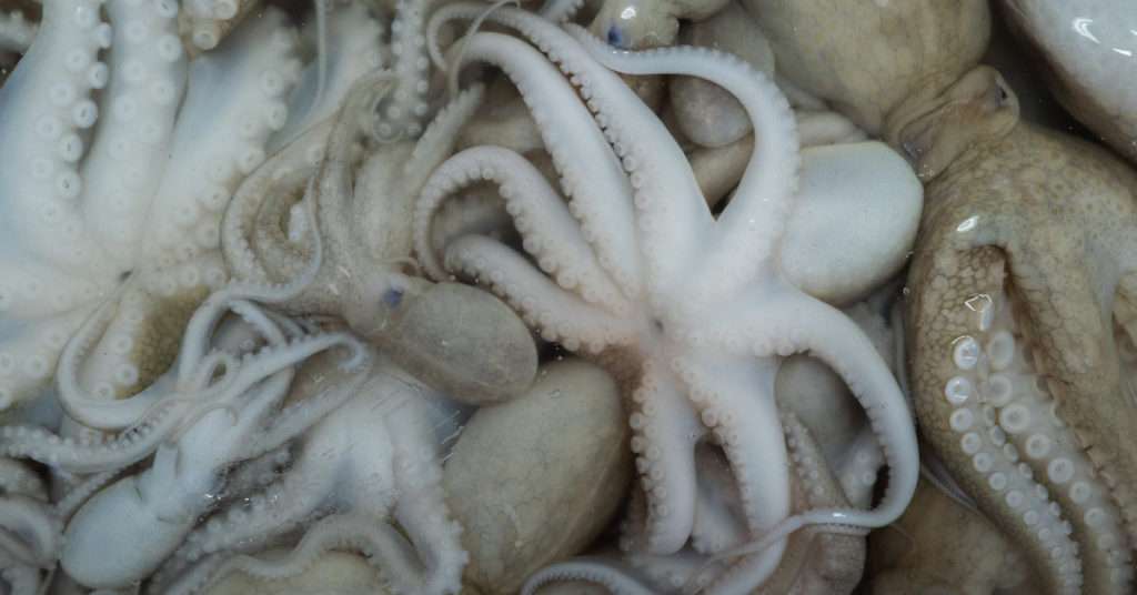 Woman Tries to Eat Live Octopus, Octopus Tries to Eat Her Back