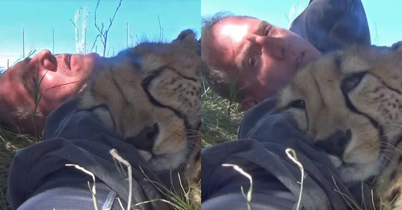 man lays with photo with cheetah