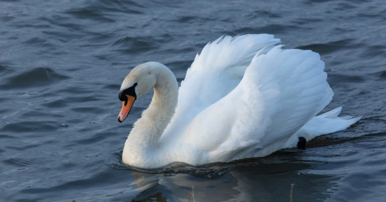 Swan Died of A Broken Heart After Cruel Teenagers Killed Her Unborn Babies With Brick - Featured image