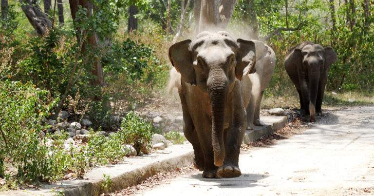 Mother Elephant and Her Calf Attacked with Firebombs as Deforestation Drives Them Into the Paths of Humans - Featured image