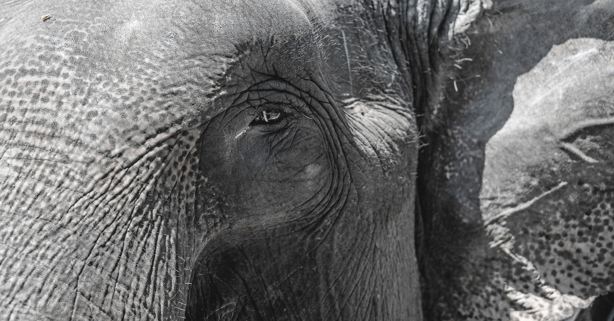 The eye of the elephant skin wrinkled gray large close