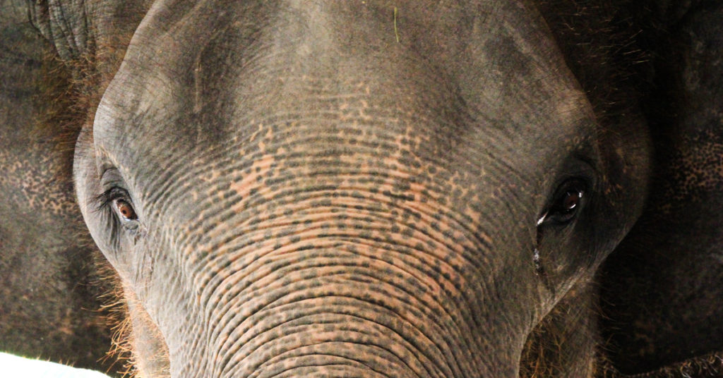 Do animals have feelings? This baby elephant cried for 5 hours after his mother rejected him