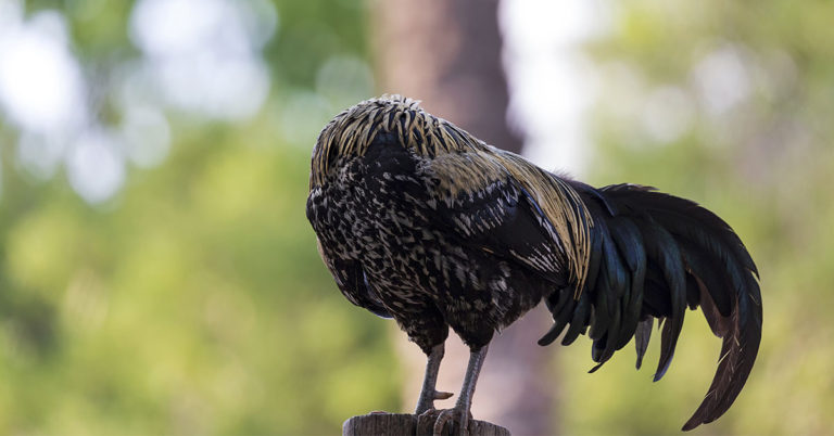 The Gruesome Truth Behind The Chicken Who Lived Without A Head For 18 Months - Featured image