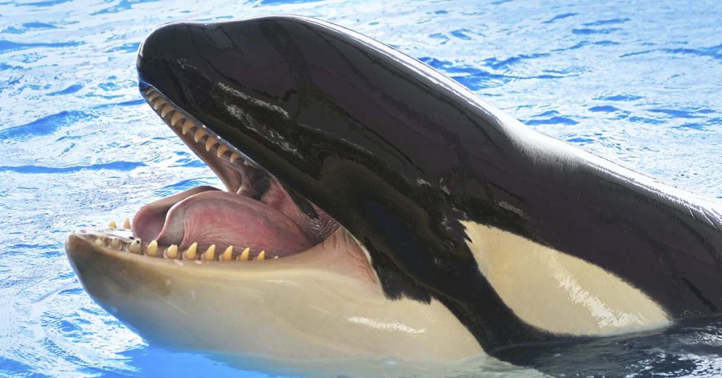 SeaWorld horror as killer whales attempts to drown trainer in resurfaced footage - Featured image