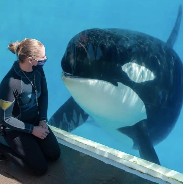 trainer with an orca at seaworld