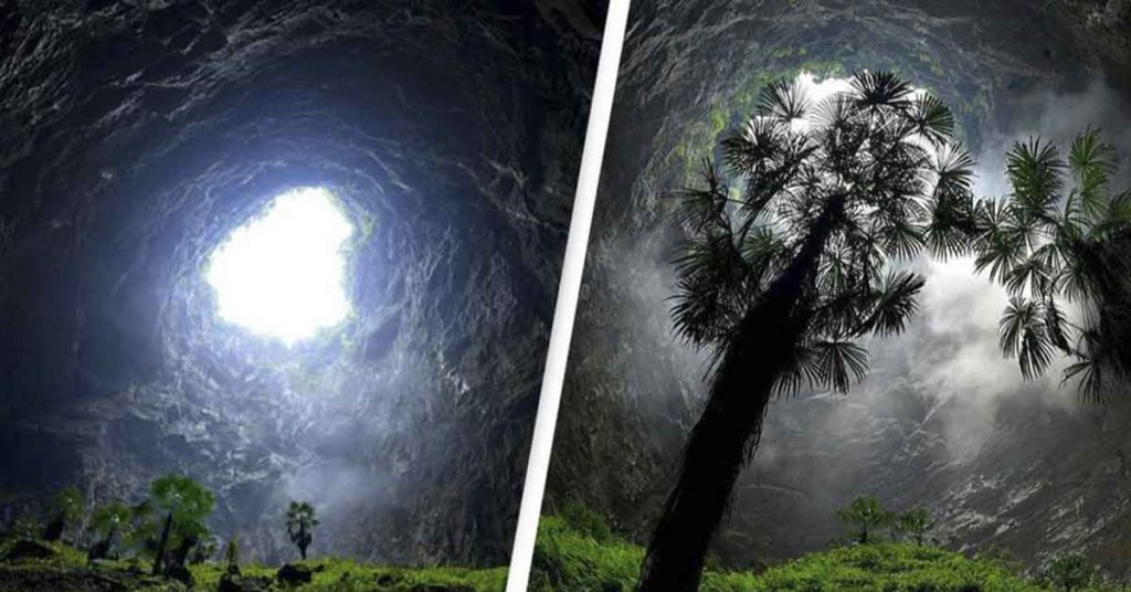 Huge Ancient Forest World Discovered 630 Feet Down In a Sinkhole