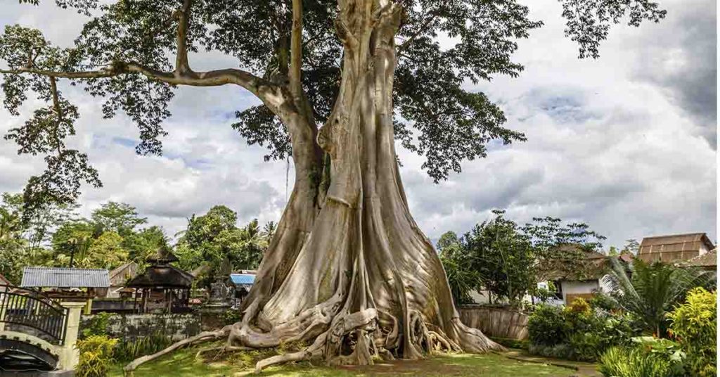 Influencer faces six years in jail after posing naked with 700-year-old tree in Bali - Featured image