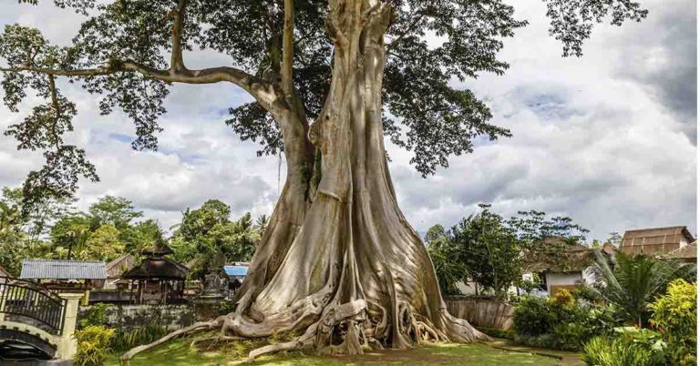 Influencer faces six years in jail after posing naked with 700-year-old tree in Bali - Featured image